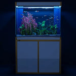 Acuario de 100 galones – Cristal templado blanco y dorado