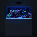 Acuario completo de arrecife de coral de 175 galones con dos luces para corales y un espumador de proteínas