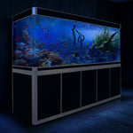 Aqua Dream 400 Gallon Tempered Glass Aquarium Black and Gold